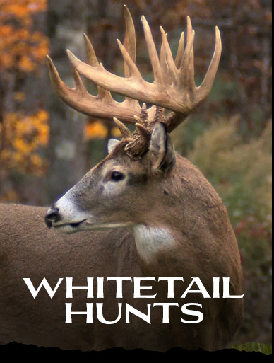 WHITETAIL HUNTS