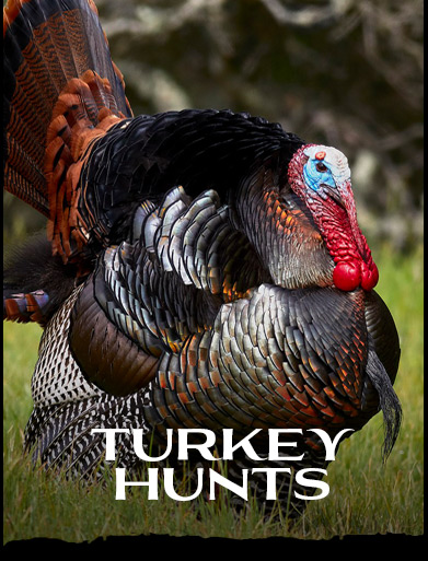 TURKEY HUNTS