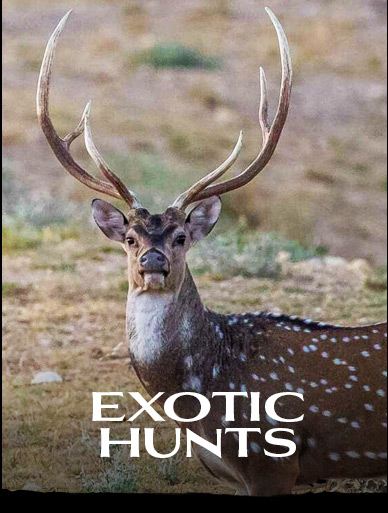 EXOTIC HUNTS