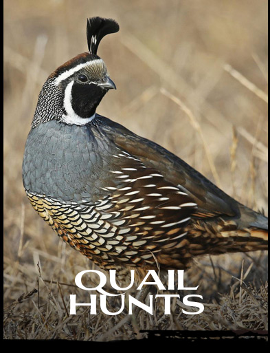 QUAIL HUNTS