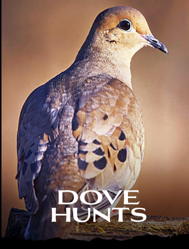 DOVE HUNTS