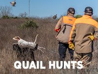 QUAIL HUNTING