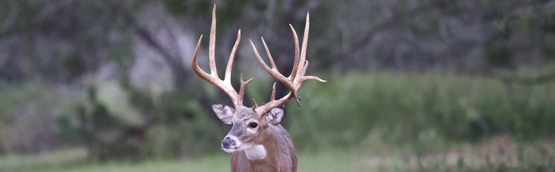 Whitetail Hunting