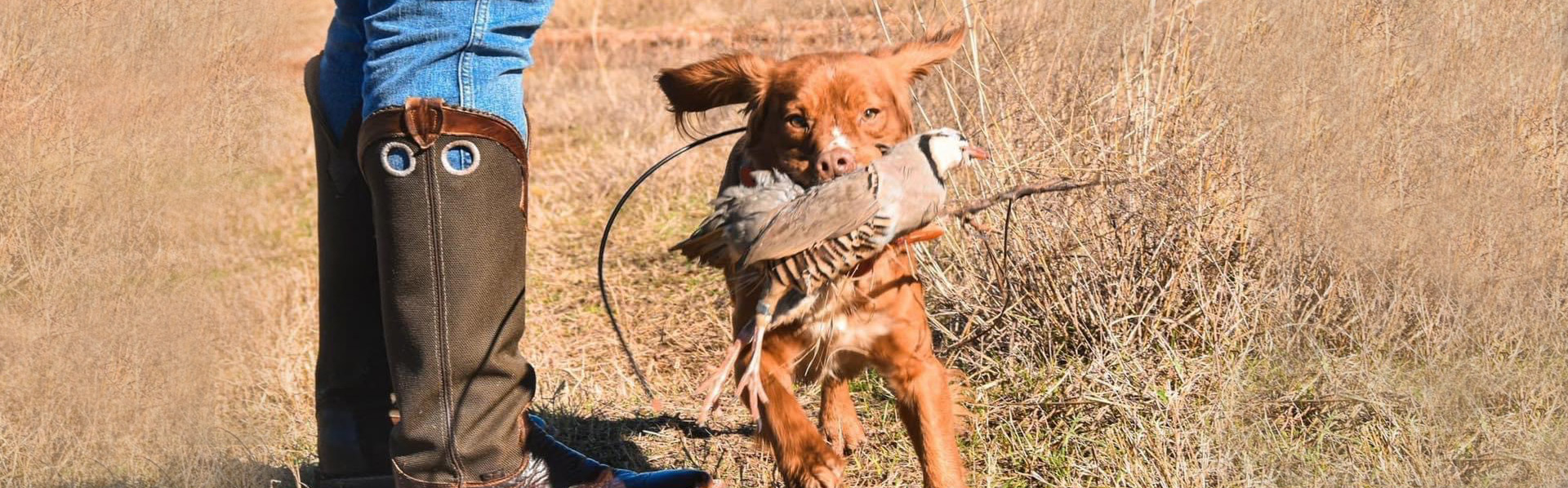 Whitetail Hunting