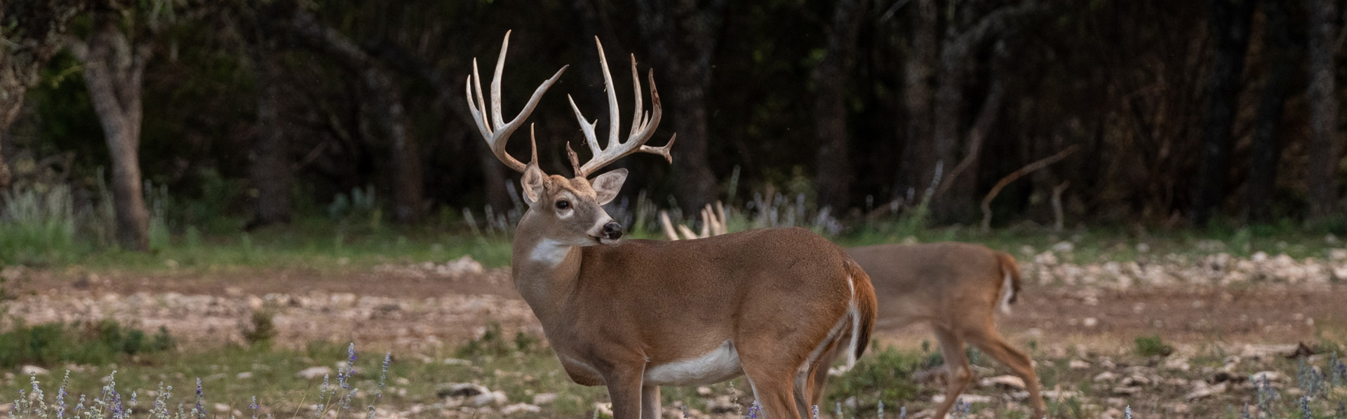 Whitetail Hunting