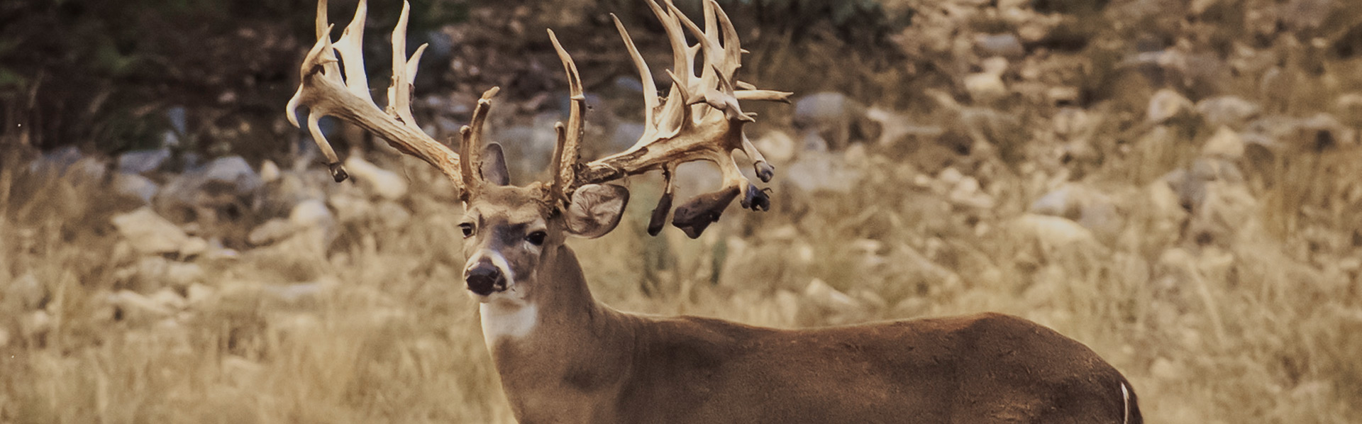 Whitetail Hunting