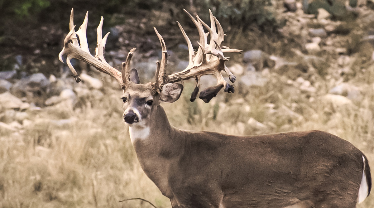 WHITETAILS